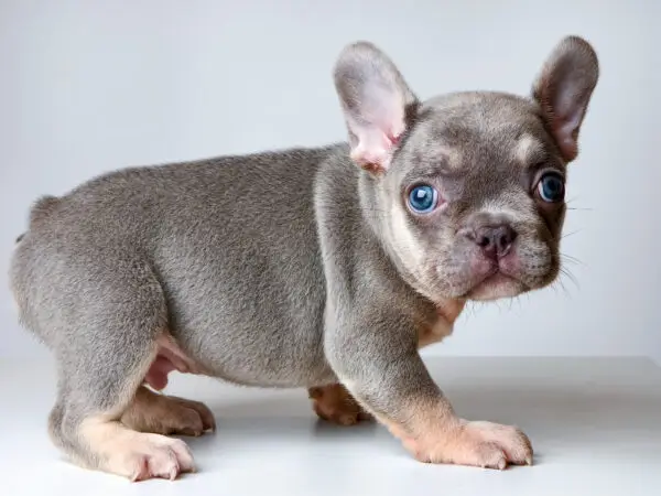 French Bulldog puppy for Sale in Puchong KL Malaysia