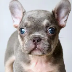 French Bulldog puppy for Sale in Puchong KL Malaysia