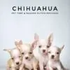 Chihuahua Puppy for Sale in Puchong Kuala Lumpur KL Malaysia