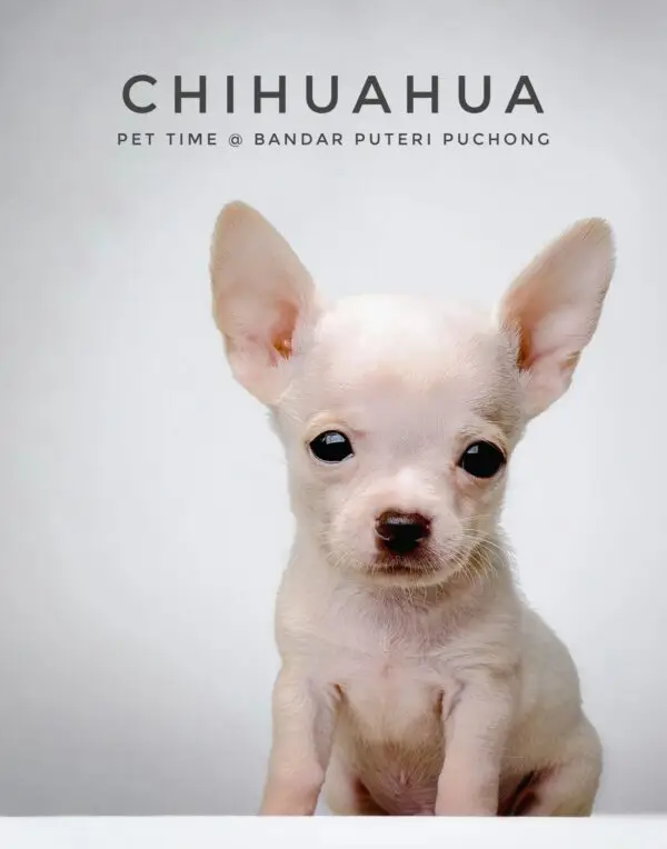 Chihuahua Puppy for Sale in Puchong Kuala Lumpur KL Malaysia