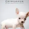 Chihuahua Puppy for Sale in Puchong Kuala Lumpur KL Malaysia