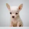 Chihuahua Puppy for Sale in Puchong Kuala Lumpur KL Malaysia