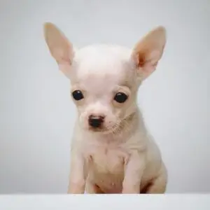 Chihuahua Puppy for Sale in Puchong Kuala Lumpur KL Malaysia