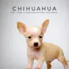 Chihuahua Puppy for Sale in Puchong Kuala Lumpur KL Malaysia