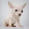 Chihuahua Puppy for Sale in Puchong Kuala Lumpur KL Malaysia