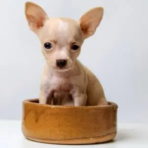 Chihuahua Puppy for Sale in Puchong Kuala Lumpur KL Malaysia