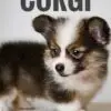 Corgi puppy for Sale in Puchong KL Malaysia