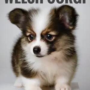Corgi puppy for Sale in Puchong KL Malaysia