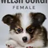 Corgi puppy for Sale in Puchong KL Malaysia
