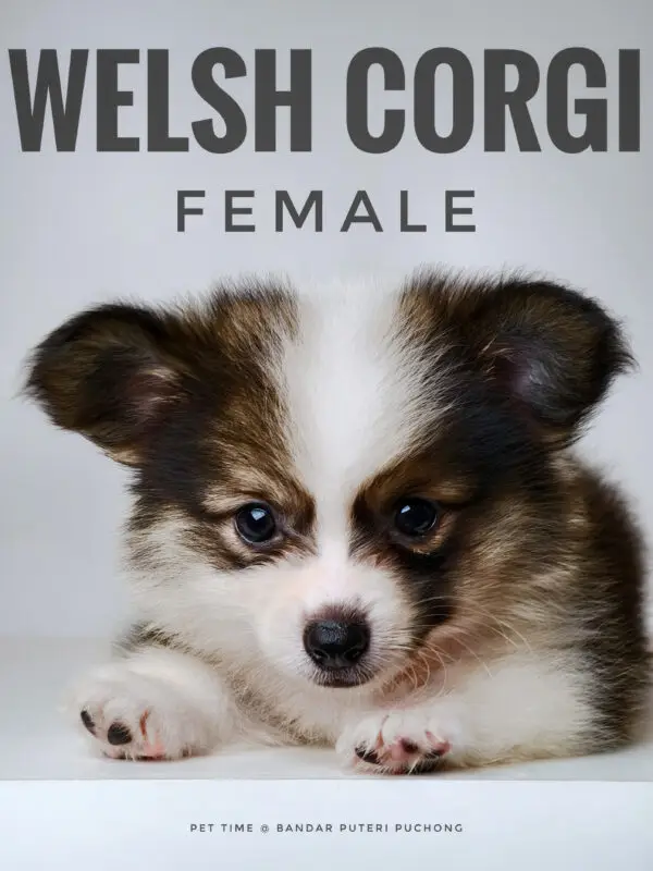 Corgi puppy for Sale in Puchong KL Malaysia