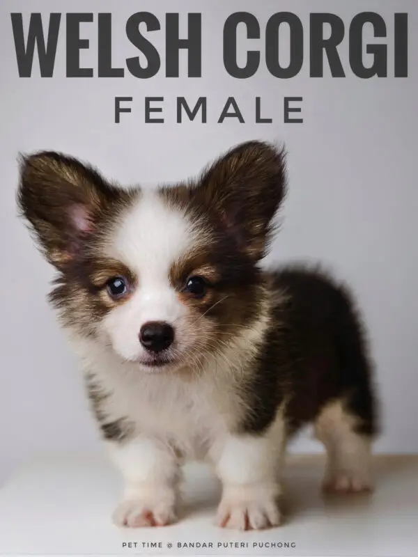 Corgi puppy for Sale in Puchong KL Malaysia