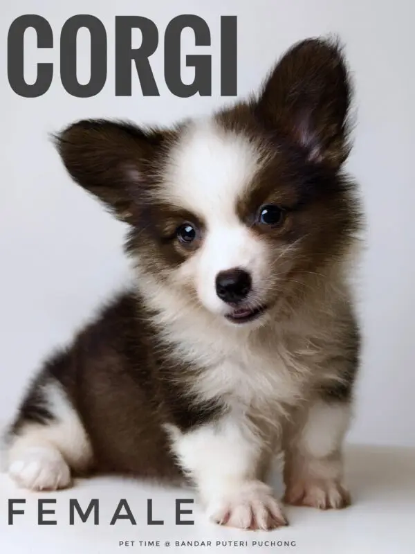 Corgi puppy for Sale in Puchong KL Malaysia