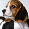 Beagle puppy for Sale in Puchong KL Malaysia