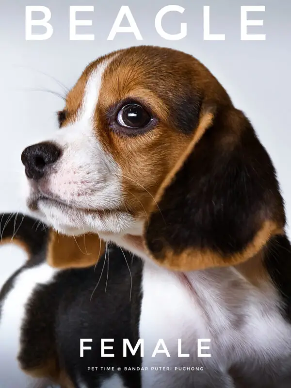 Beagle puppy for Sale in Puchong KL Malaysia