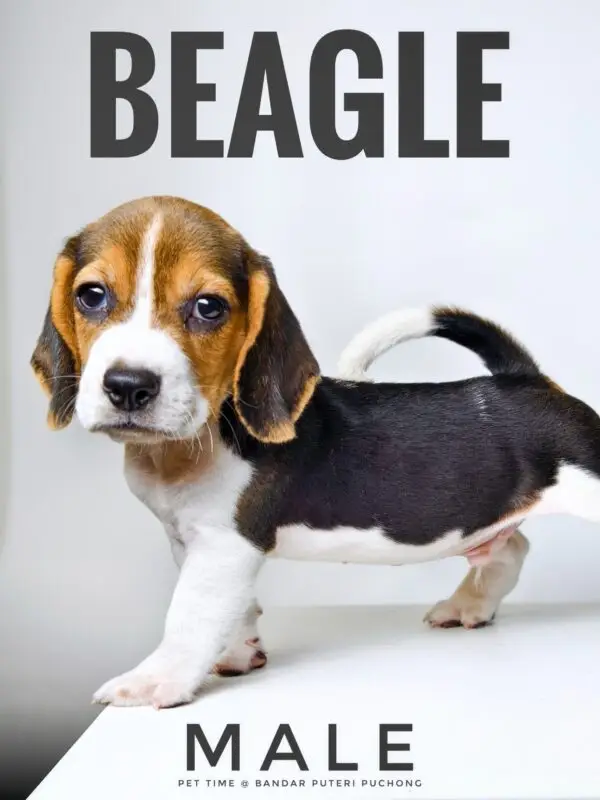 Beagle puppy for Sale in Puchong KL Malaysia