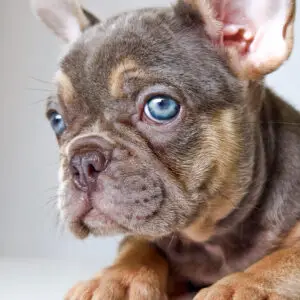 French Bulldog puppy for Sale in Puchong KL Malaysia