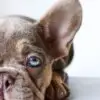 French Bulldog puppy for Sale in Puchong KL Malaysia