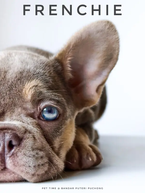 French Bulldog puppy for Sale in Puchong KL Malaysia