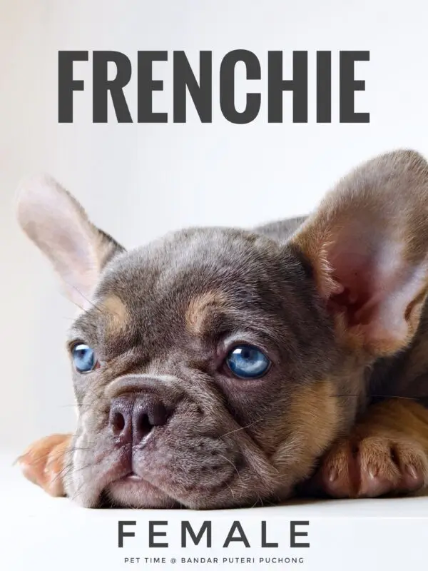 French Bulldog puppy for Sale in Puchong KL Malaysia