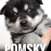 Pomsky Puppy for Sale in Puchong Kuala Lumpur KL Malaysia