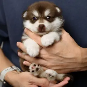 Pomsky Puppy for Sale in Puchong Kuala Lumpur KL Malaysia