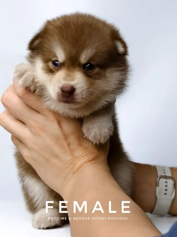 Pomsky Puppy for Sale in Puchong Kuala Lumpur KL Malaysia