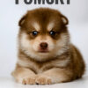 Pomsky Puppy for Sale in Puchong Kuala Lumpur KL Malaysia