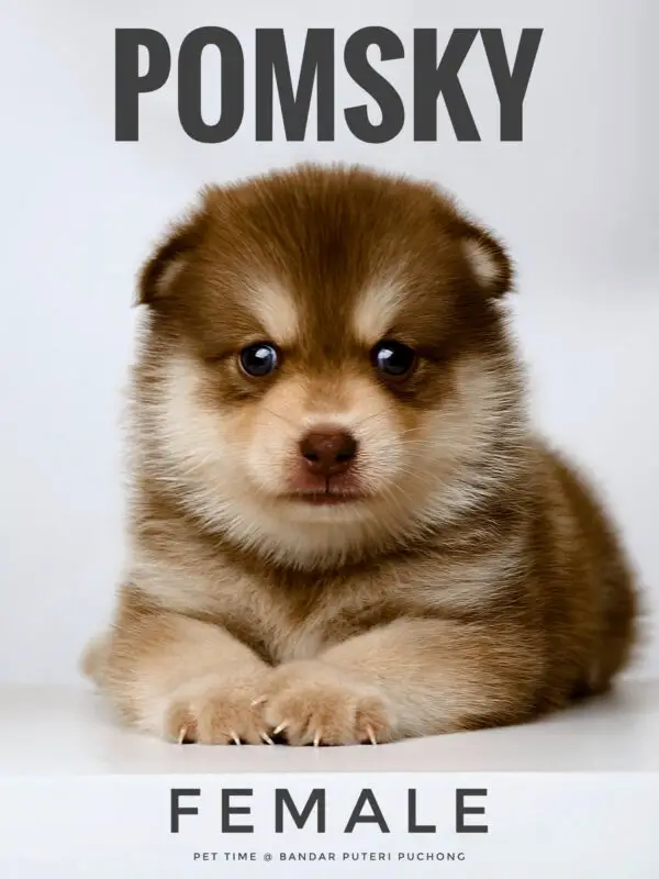 Pomsky Puppy for Sale in Puchong Kuala Lumpur KL Malaysia