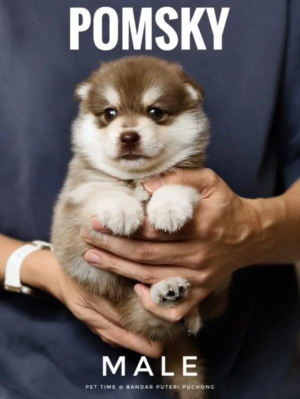 Pomsky Puppy for Sale in Puchong Kuala Lumpur KL Malaysia