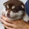 Pomsky Puppy for Sale in Puchong Kuala Lumpur KL Malaysia
