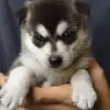 Pomsky Puppy for Sale in Puchong Kuala Lumpur KL Malaysia