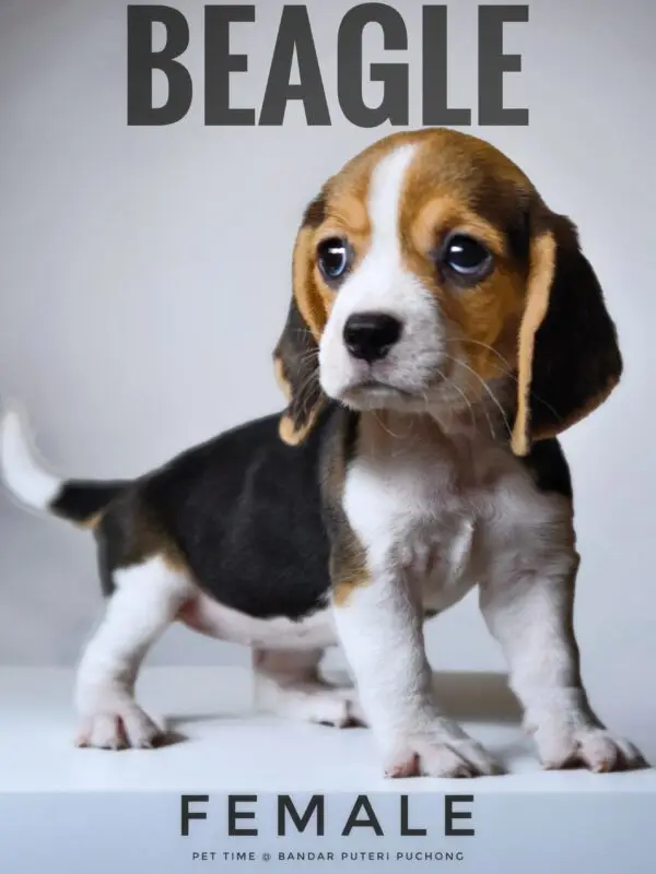 Beagle puppy for Sale in Puchong KL Malaysia