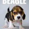 Beagle puppy for Sale in Puchong KL Malaysia