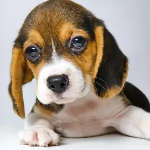 Beagle puppy for Sale in Puchong KL Malaysia