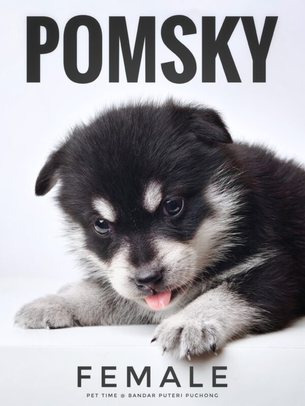 Pomsky Puppy for Sale in Puchong Kuala Lumpur KL Malaysia