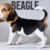 Beagle puppy for Sale in Puchong KL Malaysia