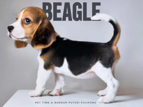 Beagle puppy for Sale in Puchong KL Malaysia