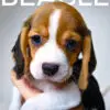 Beagle puppy for Sale in Puchong KL Malaysia