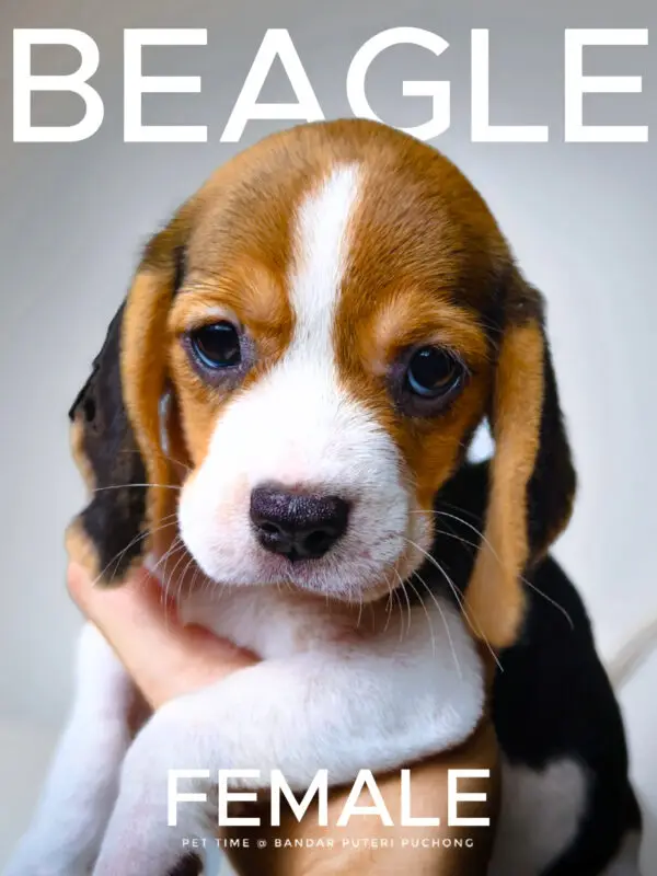 Beagle puppy for Sale in Puchong KL Malaysia