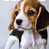 Beagle puppy for Sale in Puchong KL Malaysia