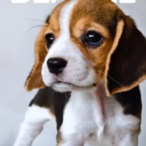 Beagle puppy for Sale in Puchong KL Malaysia