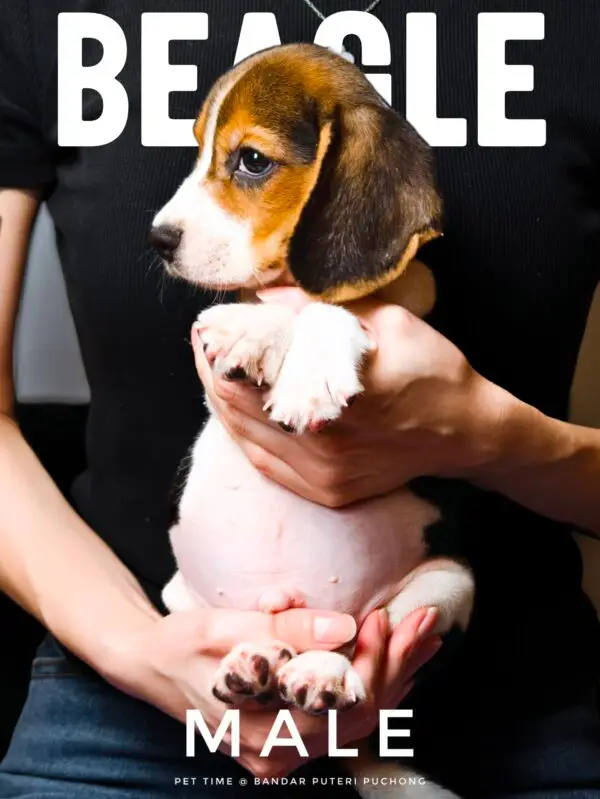 Beagle puppy for Sale in Puchong KL Malaysia