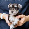 Schnauzer Puppy for Sale in Puchong Kuala Lumpur KL Malaysia