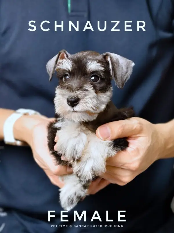 Schnauzer Puppy for Sale in Puchong Kuala Lumpur KL Malaysia