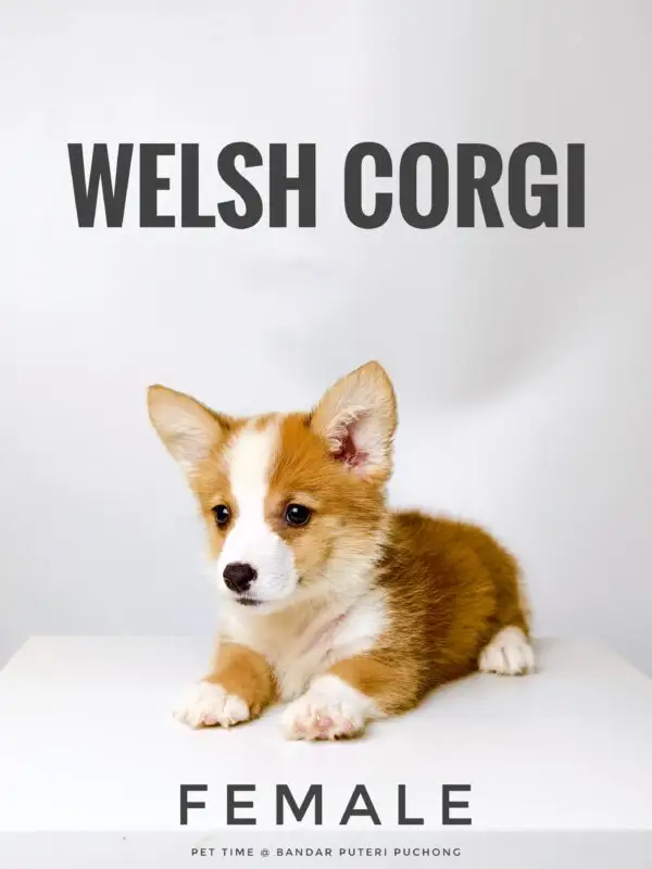 Corgi Puppy for Sale in Puchong Kuala Lumpur KL Malaysia