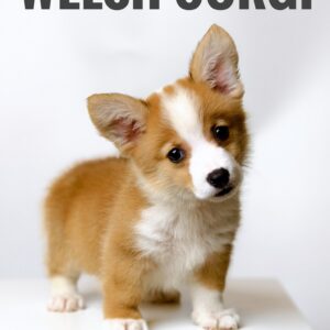 Corgi Puppy for Sale in Puchong Kuala Lumpur KL Malaysia