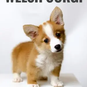 Corgi Puppy for Sale in Puchong Kuala Lumpur KL Malaysia
