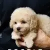 Toy Poodle Puppy for Sale in Puchong Kuala Lumpur KL Malaysia