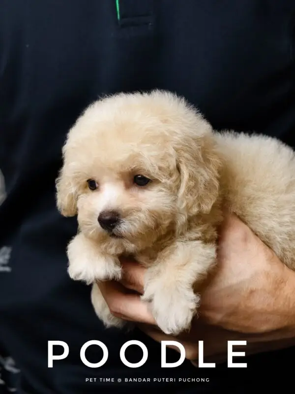 Toy Poodle Puppy for Sale in Puchong Kuala Lumpur KL Malaysia