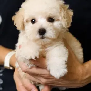 Toy Poodle Puppy for Sale in Puchong Kuala Lumpur KL Malaysia